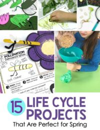 15 Life Cycle Activities That Are Perfect for Spring