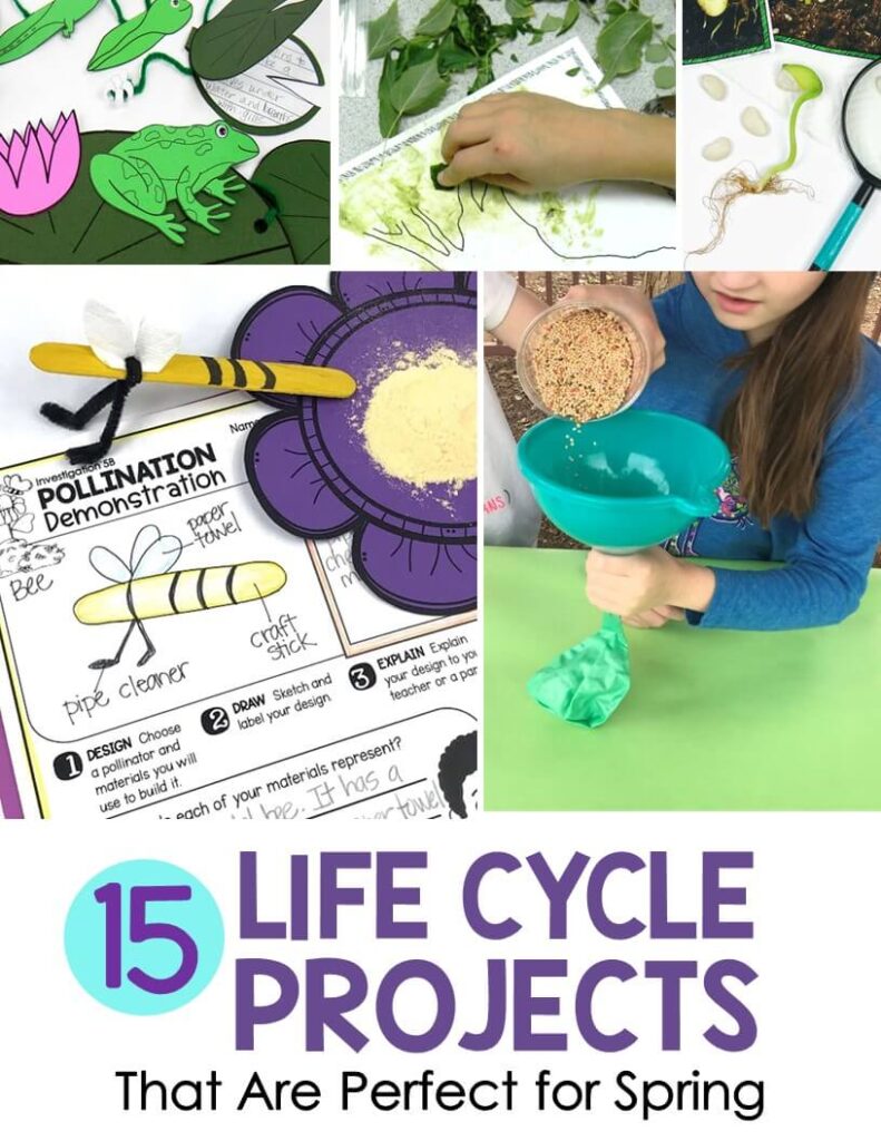 Life Cycle Projects for frog, butterfly and plant life cycles