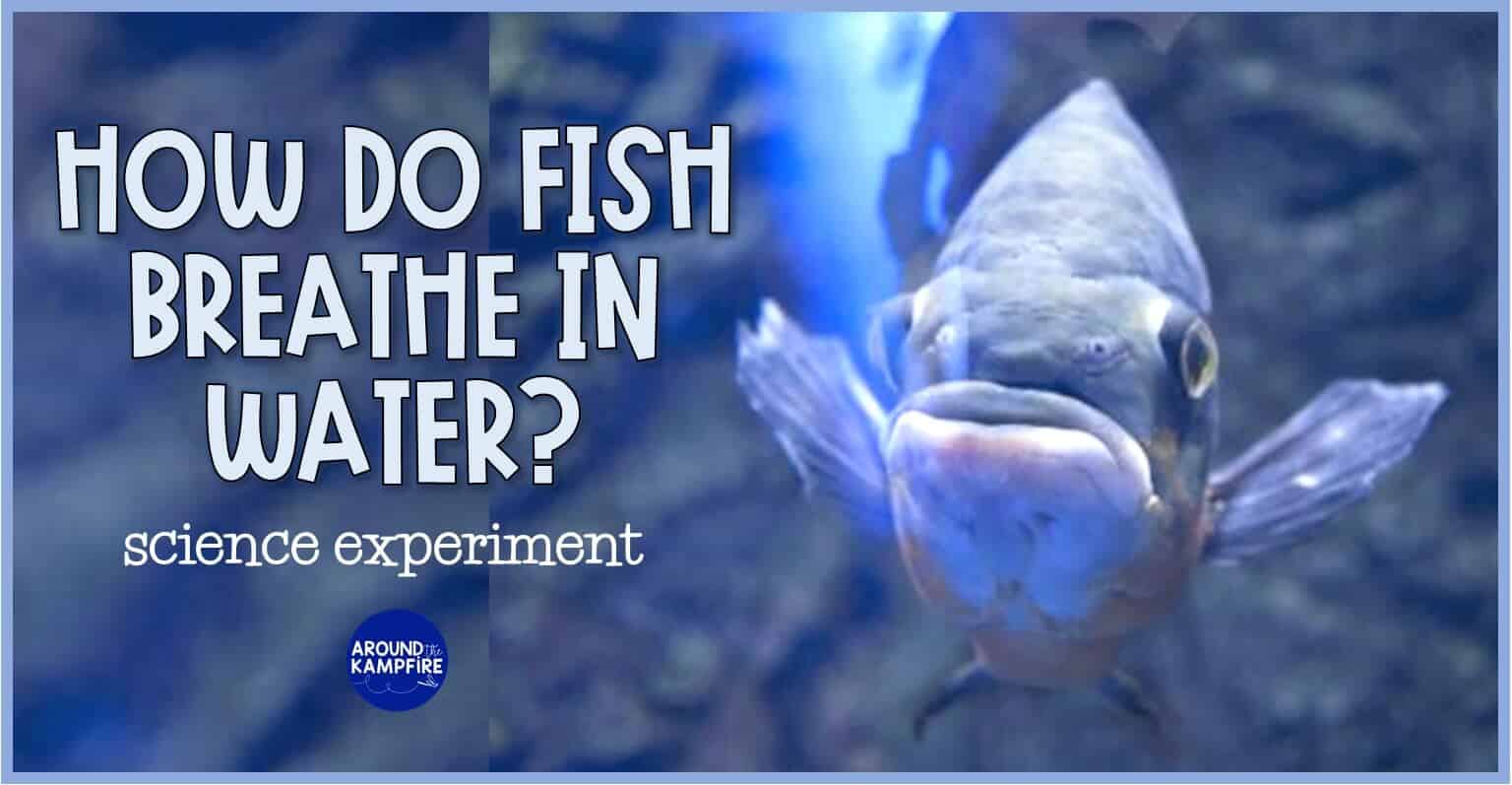 How Do Fish Breathe Underwater? Ocean Animal Adaptations Activity - Around  the Kampfire