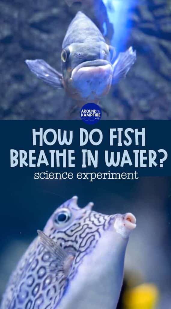 How Do Fish Breathe Underwater? Ocean Animal Adaptations Activity - Around  the Kampfire
