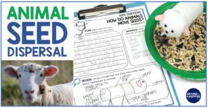 How to article about a STEM project for kids to make models showing seed dispersal by seeds attaching to an animal's fur.