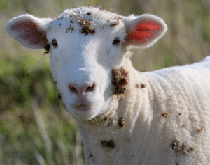 sheep with seeds attached to its fur