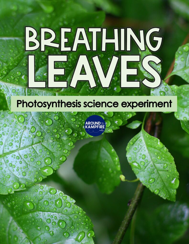 article on how to see a plant produce oxygen photosynthesis science experiment