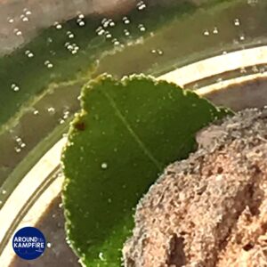 close up of a leaf releasing oxygen and air bubbles