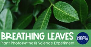 article on how to do a photosynthesis science experiment to see a see a leaf produce oxygen