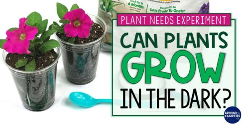 article on how to do a plant needs science experiment
