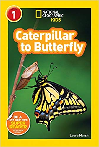 CaterpillartoButterflyNatGeo