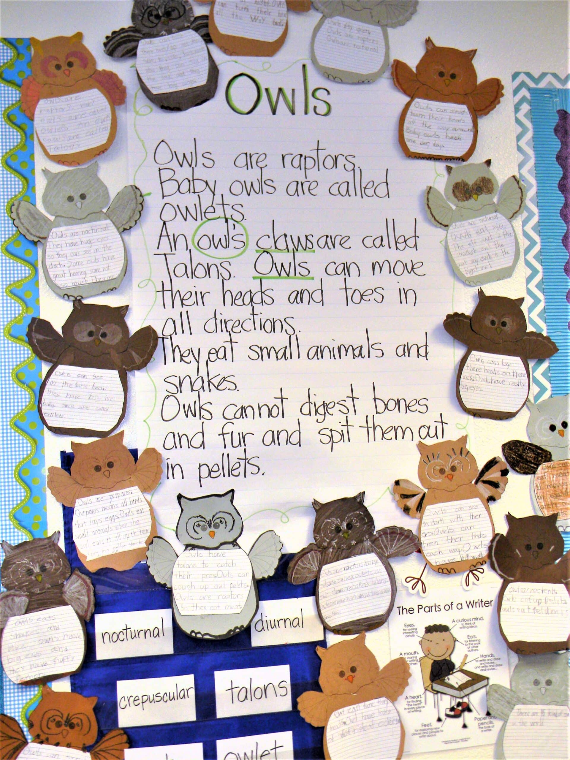 owl facts anchor chart