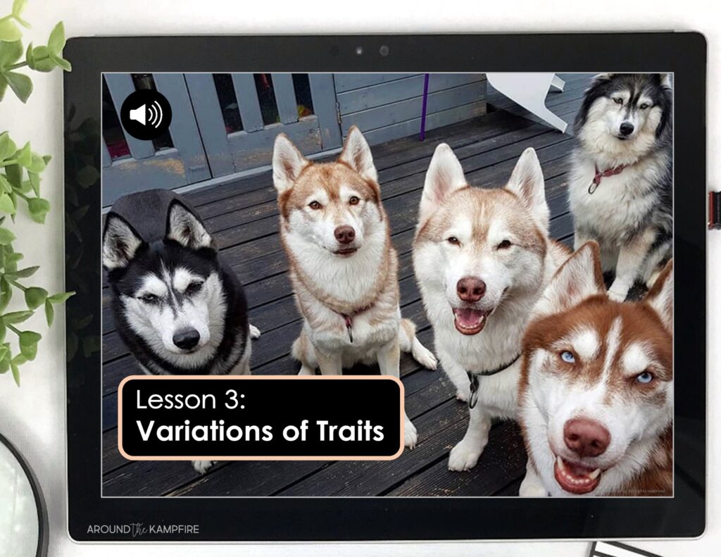 variation of traits audio science lesson on tablet