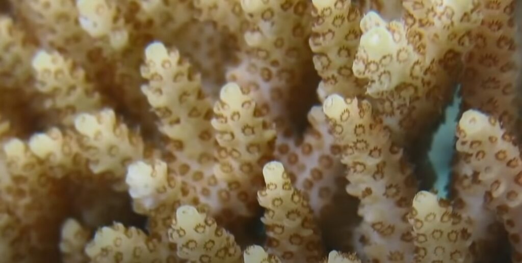 Secret Life of Corals habitat virtual field trips