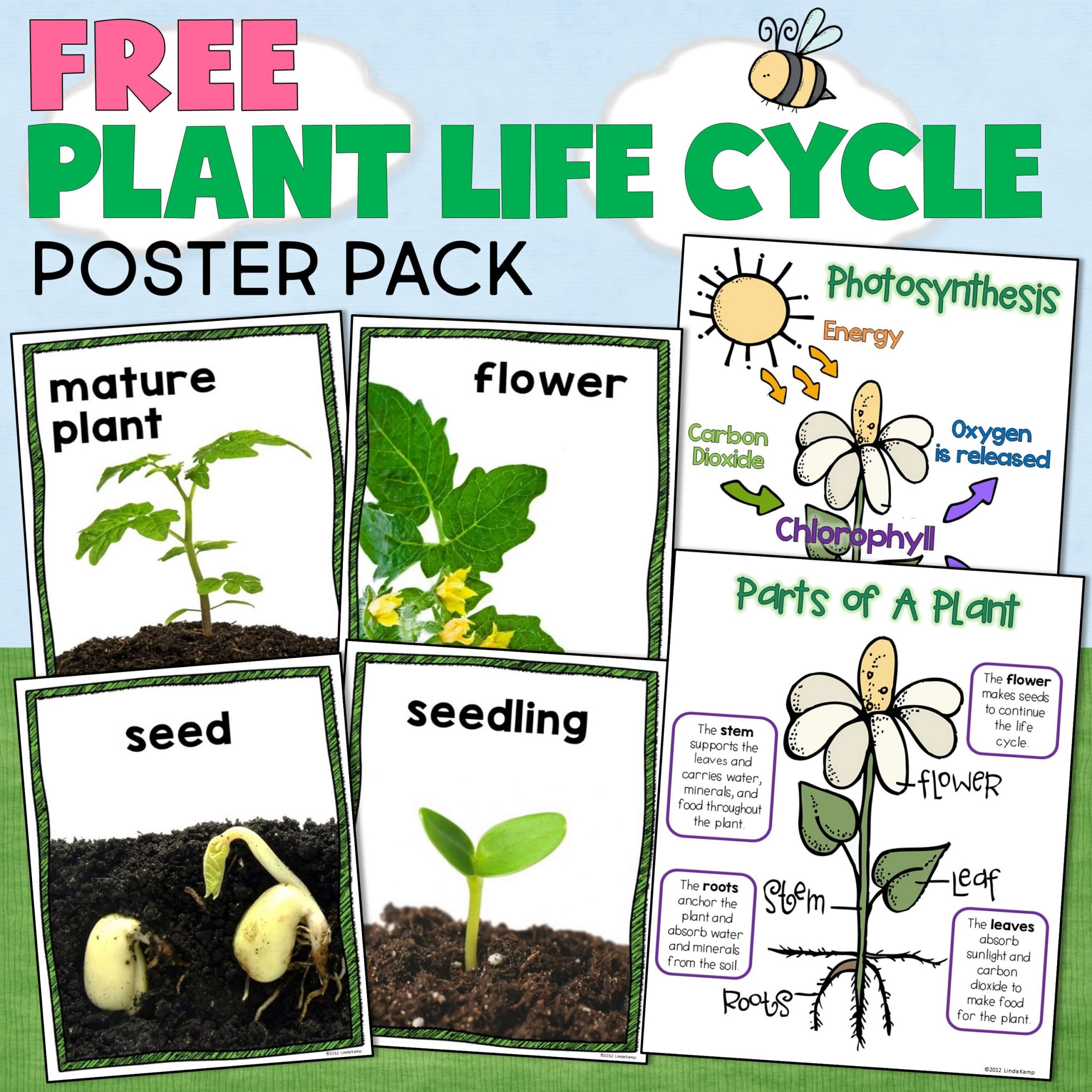 Free plant life cycle posters.