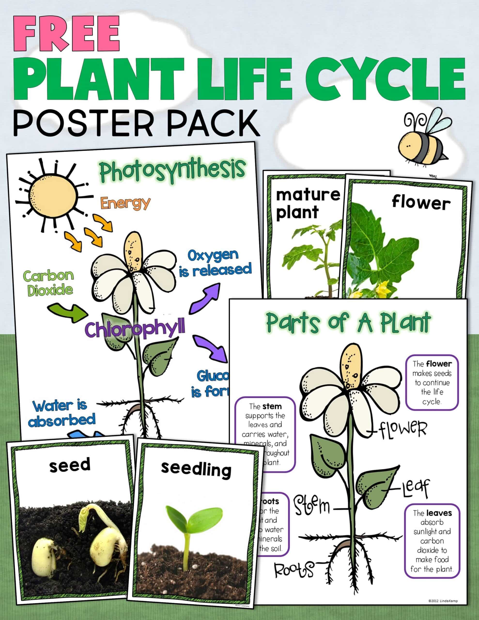 Free plant life cycle, parts of a plant, and photosynthesis posters.
