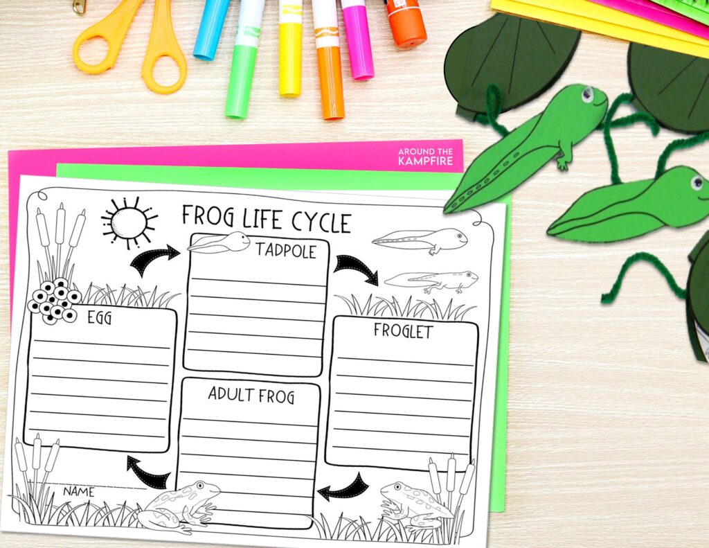Frog life cycle worksheet