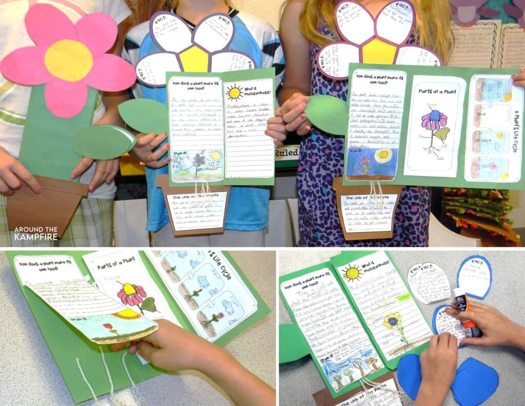 Plant life cycle foldable booklets for students to write about the stages of the life cycle, the job of the roots, and parts of a plant.