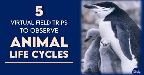 Animal Life Cycle Activities virtual science field trips