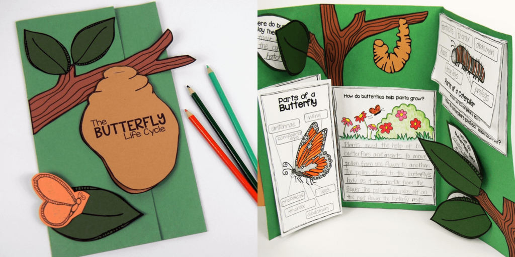 Butterfly life cycle foldable booklet for students to write about parts of a caterpillar and butterfly and explain how butterflies help plants grow.