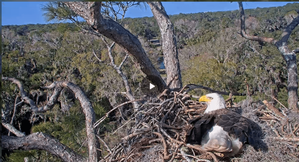 Bald eagle nest cam in northeast Florida.