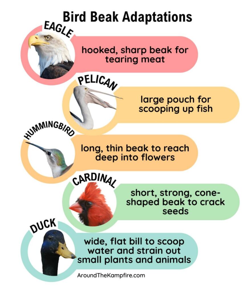 bird beak adaptations teaching informational text features