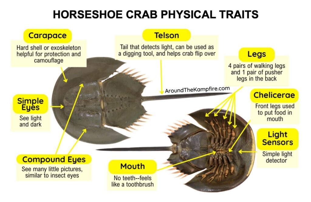 nonfiction text features 3rd grade horseshoe crab diagram